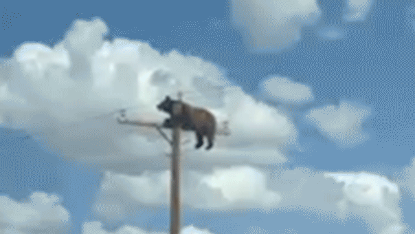 Brown bear hanging from the crossarm of a utility pole in Gladstone, New Mexico