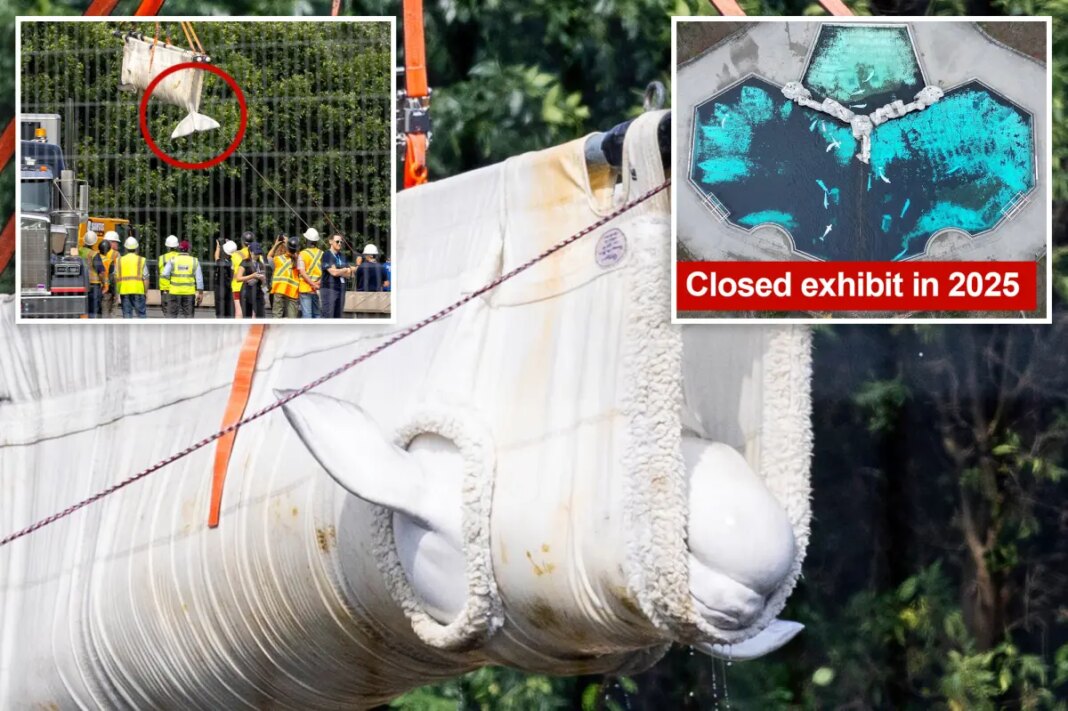 Beluga whales rescued from shuttered theme park in Canada