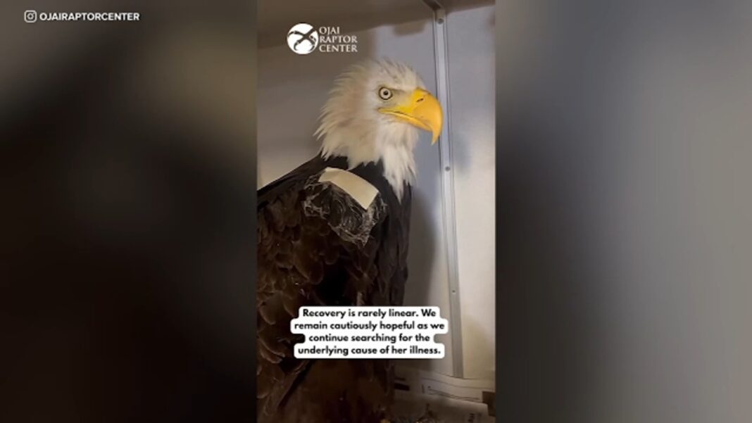 Big Bear bald eagle Jackie shows improvement after weekend setback, remains stable but critical at Ojai Raptor Center