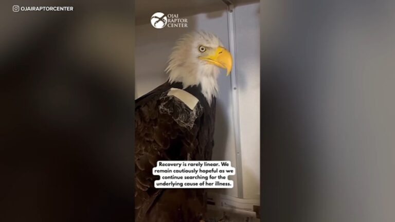 Bald Eagle Jackie Shows Improvement After Setback, Remains Critical at Ojai Raptor Center
