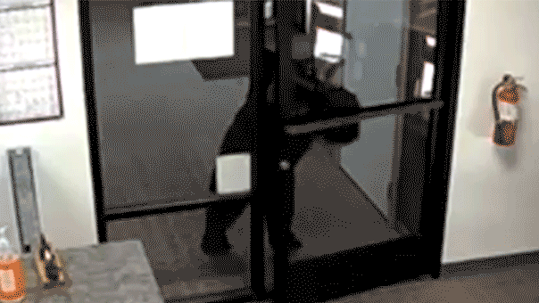 Black bear pushes open the front door of the Crestline Village Water District office