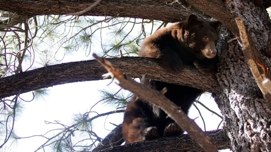 Black bear raiding a garbage can at Lake Tahoe garage triggers dramatic wildlife encounter