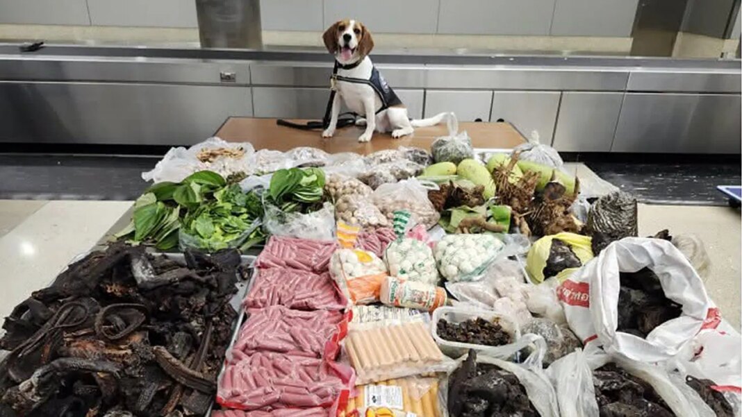 Border K9 sniffs out 99 pounds of prohibited meat, plants and monitor lizard in suitcase from Thailand