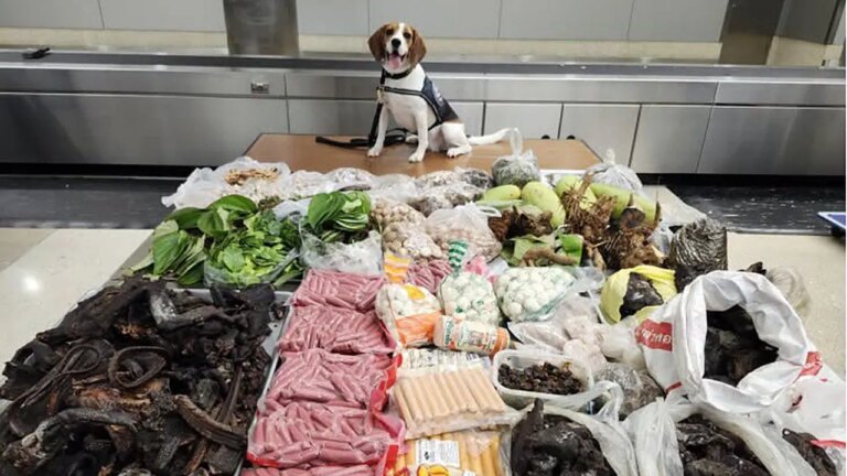 K9 Unveils 99 Pounds of Illegal Goods in Suitcase from Thailand