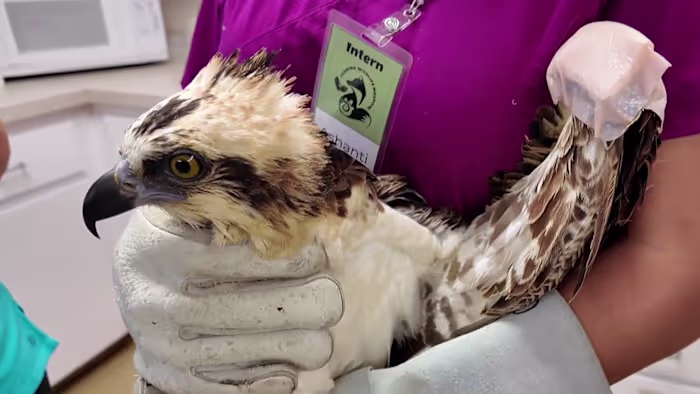 Burned osprey found after Blue Origin explosion raises concerns about launches, wildlife