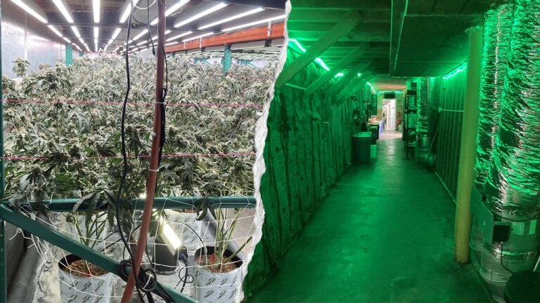 California’s $104 Million Cannabis Bust: Massive 63,000-Pound Seizure Unveiled
