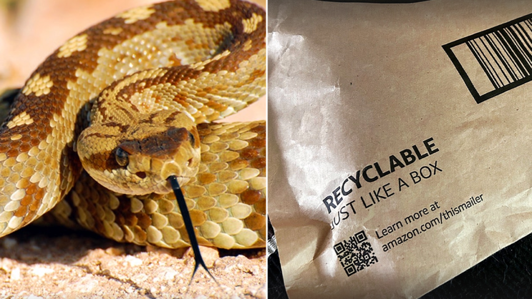California toddler bitten by rattlesnake hiding beneath Amazon package amid active snake season