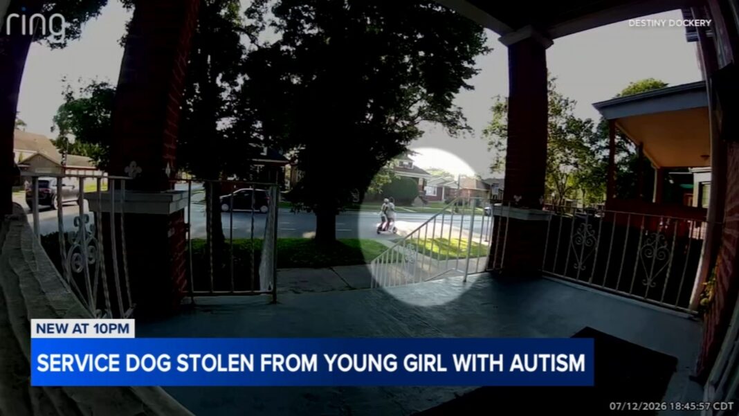Chicago crime: 9-year-old girl's service dog stolen from South Side yard on South King Drive, family pleads for return