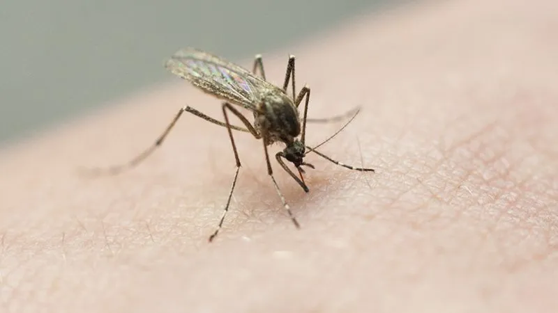 Citizen scientists wanted for mosquito research program through U of I