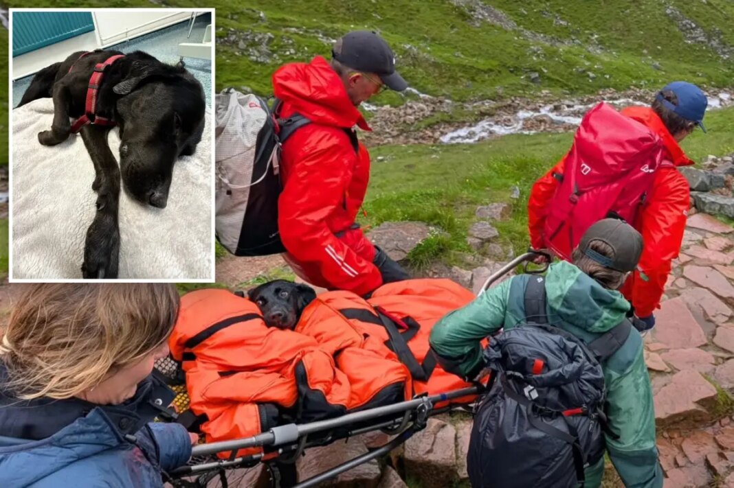 Dog has 'bad trip' after apparently ingesting cannabis, needing mountain rescue