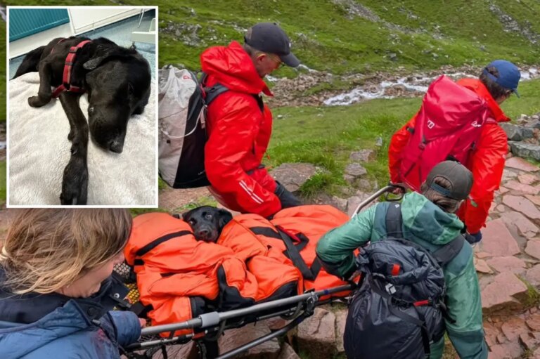 Dog’s Unplanned High: Cannabis Mishap Leads to Unexpected Mountain Rescue