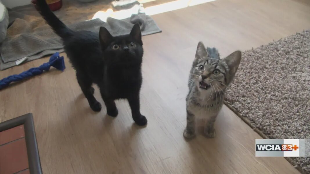 EIU football players encourage adoption after rescuing two kittens