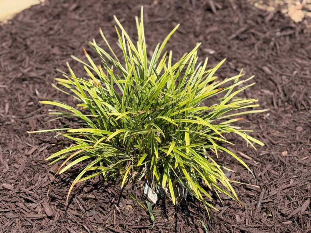 Expert tips to keep lawns and plants healthy in extreme heat