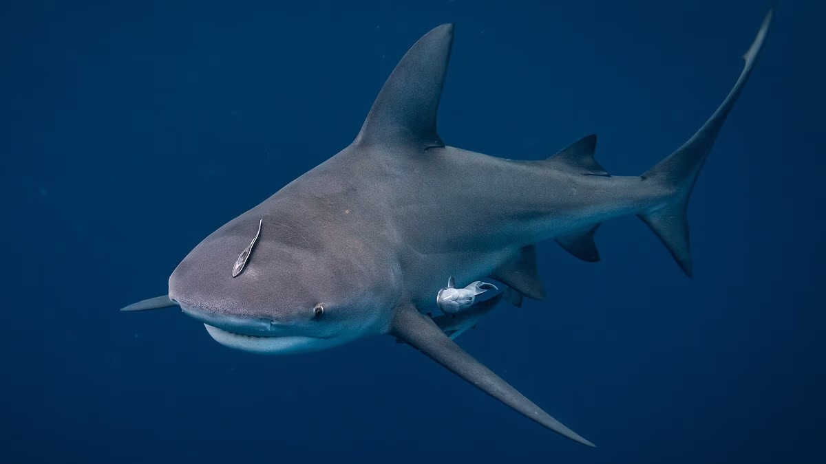 Experts reveal 'dinner bell' that drives bull sharks to attack humans