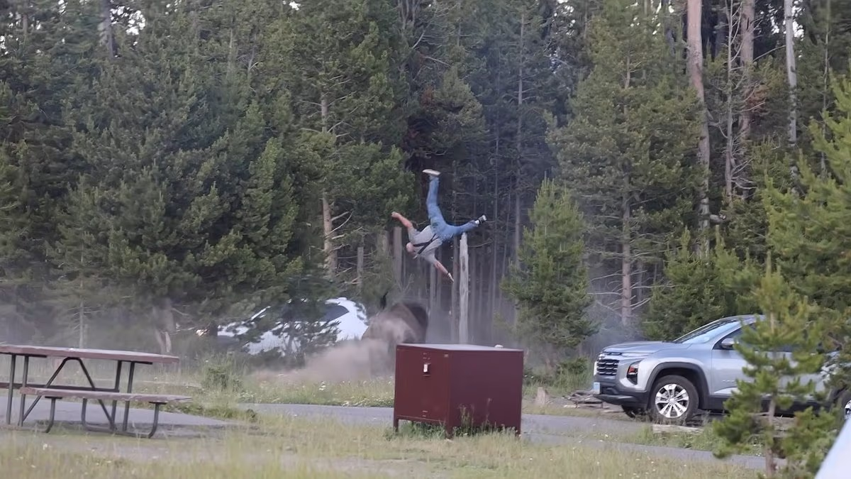 Grandpa is LAUNCHED eight feet in the air by charging bison