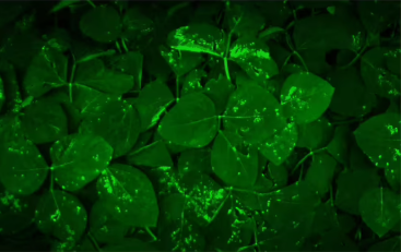 Illinois farmers among first to use new crop disease detection technology