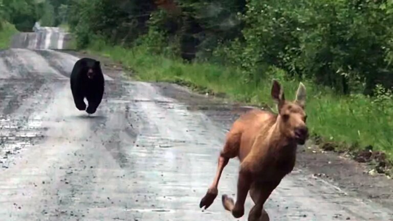 Maine Hero Uses Truck to Save Moose Calf from Bear Attack
