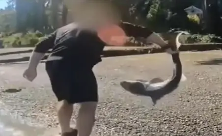 Man accused of illegally 'wrestling' protected sharks in Washington state after months-long investigation