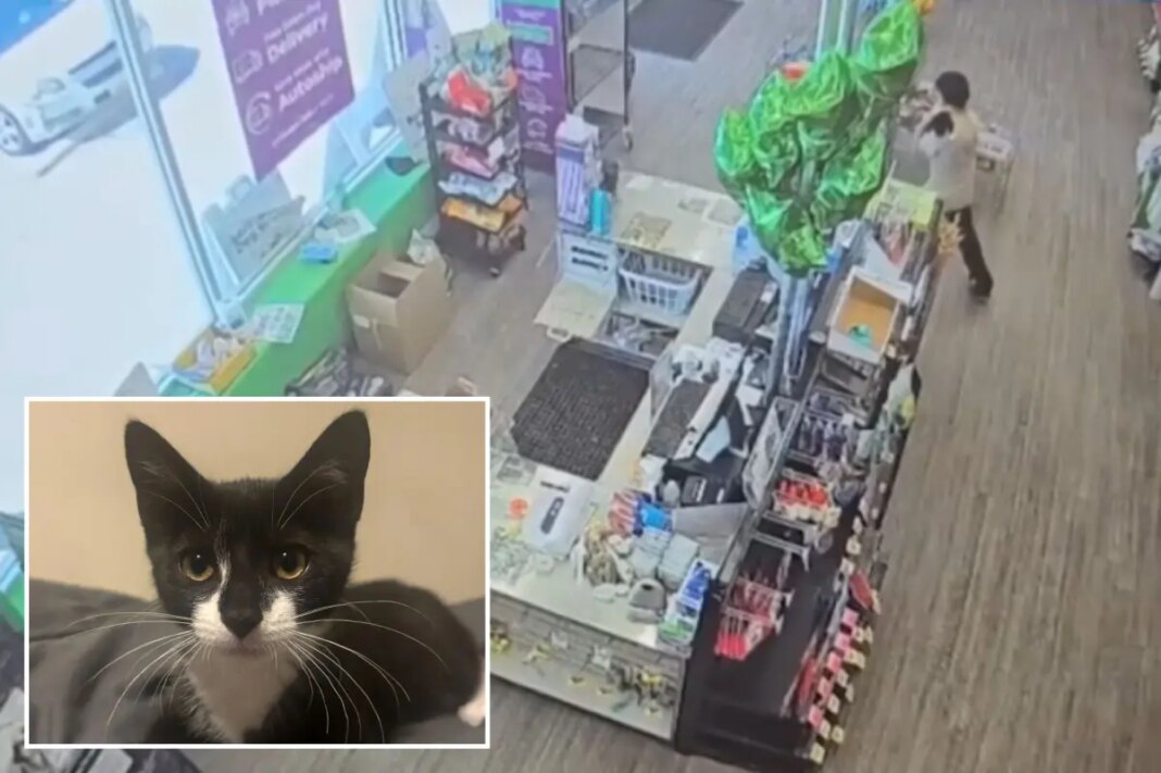 Maryland PNC Bank robbery suspect allegedly uses stolen kitten in holdup