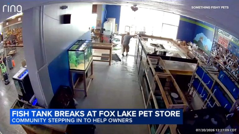 Tank Disaster at Somethin’ Fishy Pets in Fox Lake: Store Floods, Hundreds of Fish Lost | Watch Video
