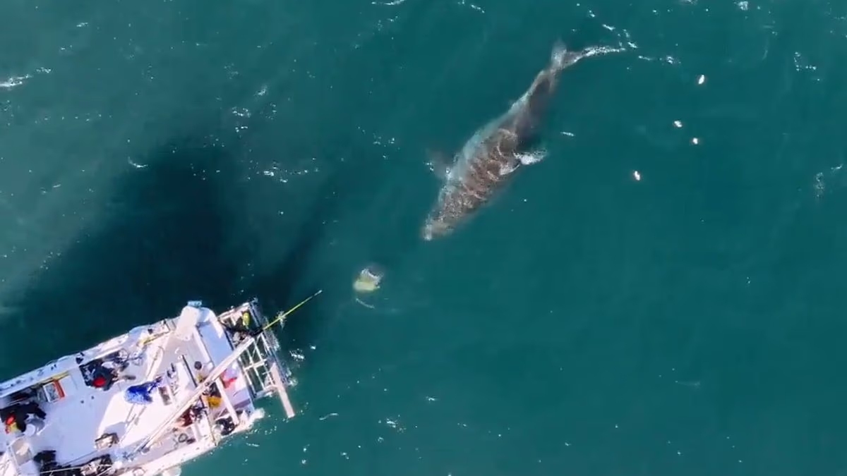 Monster 20-foot great white spotted off North America coast