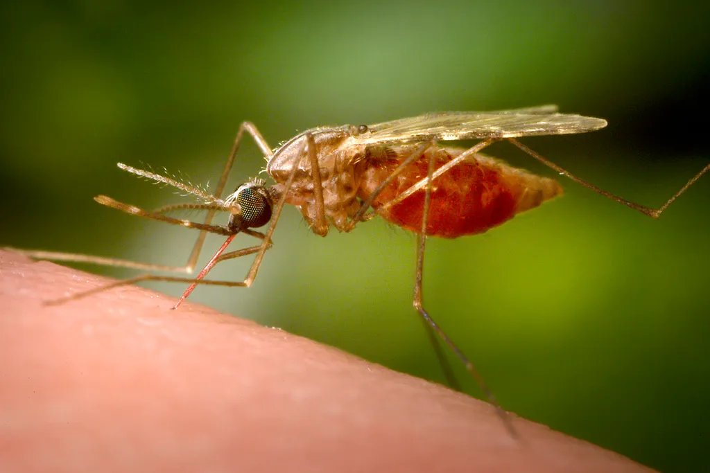 Mosquitoes in Champaign Co. test positive for West Nile Virus