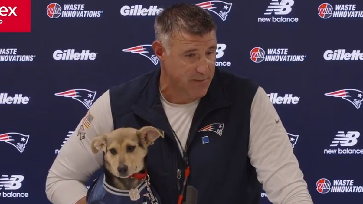 NFL fans slam Vrabel for using puppy to 'deflect' from affair scandal