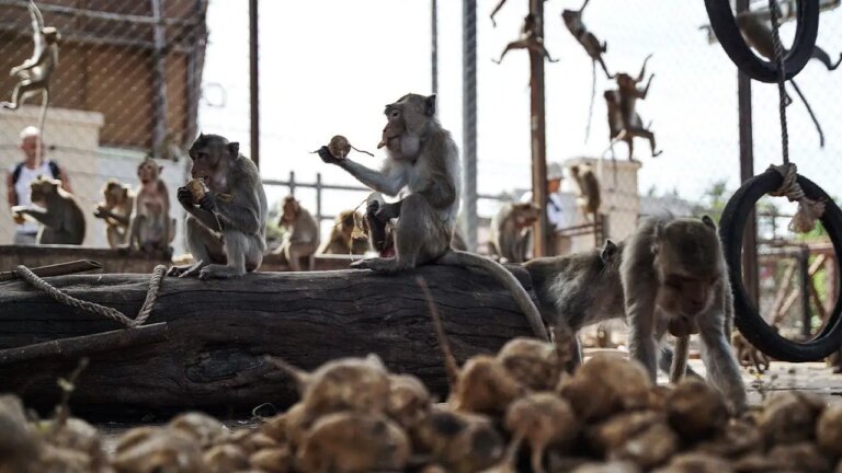 Nearly 100 Monkeys Escape Enclosure, Invade Suburban Neighborhoods in Dramatic Recapture Mission