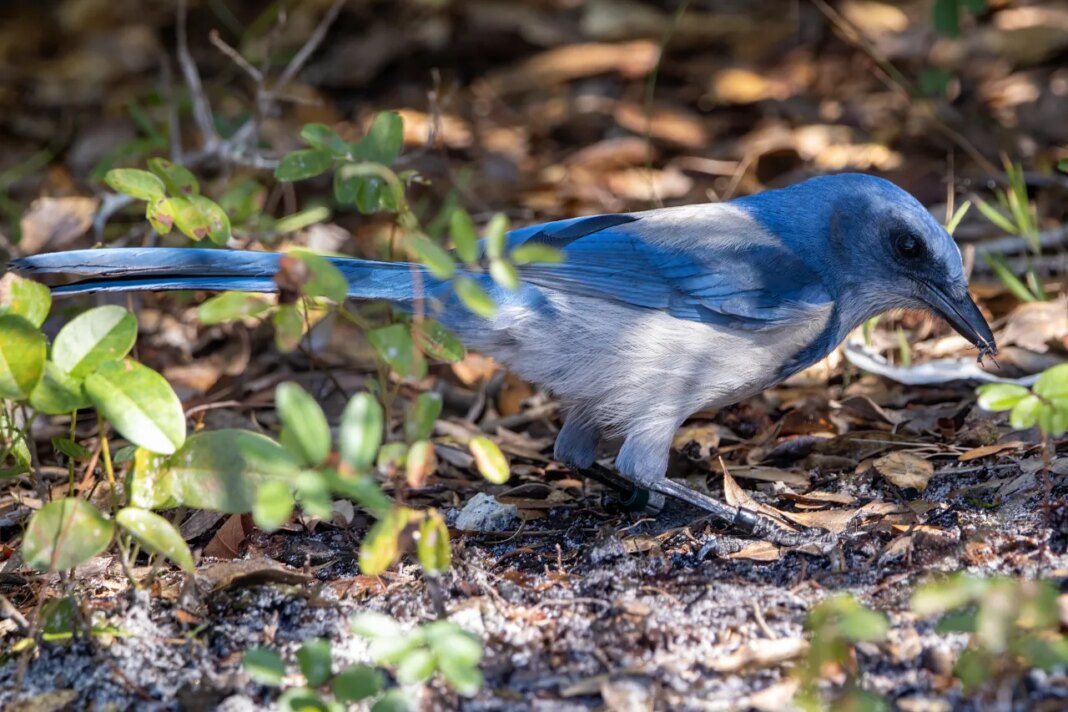 Nearly extinct bird species thriving thanks to conservation project in Manatee County