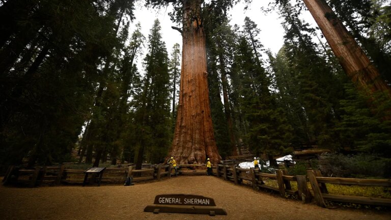 Nevada Man Tragically Passes Away on Iconic Sequoia National Park Trail Amid Sudden Emergency