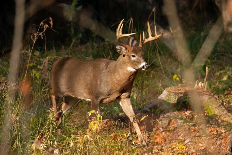 Virginia Considers Raising Fishing and Hunting License Fees: Here’s How to Share Your Opinion