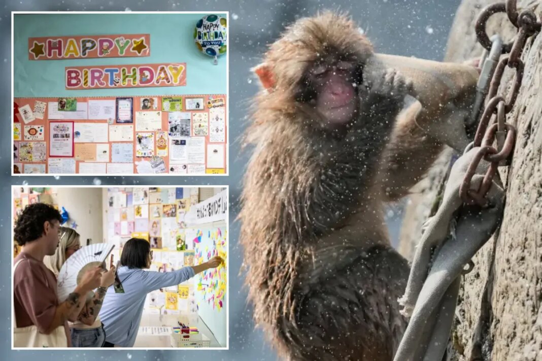 Punch the monkey gets 2,500 birthday messages as he turns 1 on Sunday