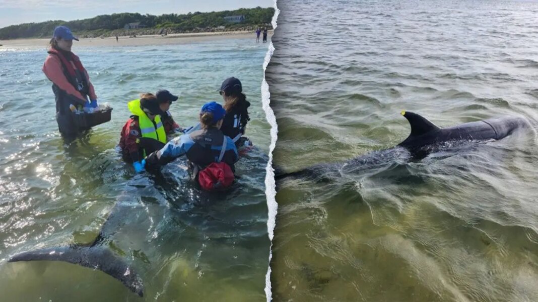 Rescuers work to save nearly 50 bottlenose dolphins in historic Cape Cod stranding