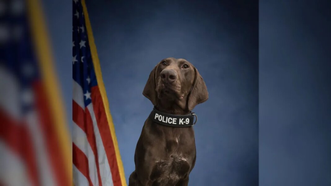 Richlands K-9 recovering from life-saving surgery