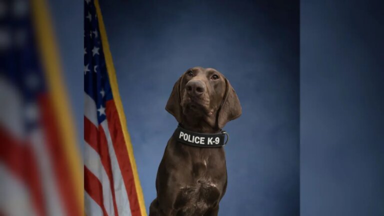 Heroic Richlands K-9 Survives Life-Saving Surgery: Heartwarming Recovery Story