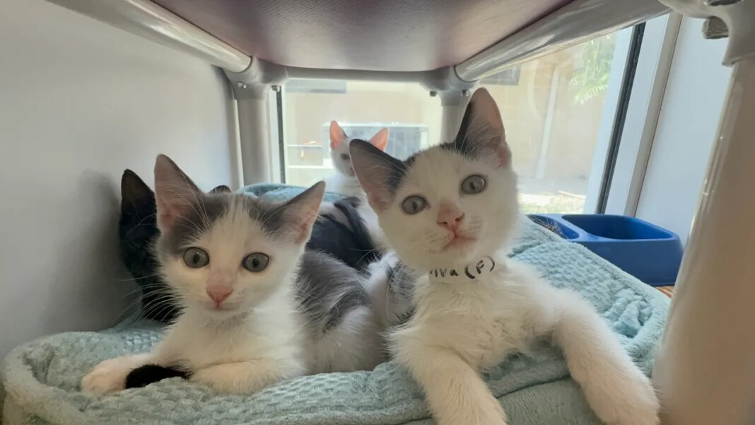 Sarasota County Animal Services nearing capacity; staff urges community to adopt