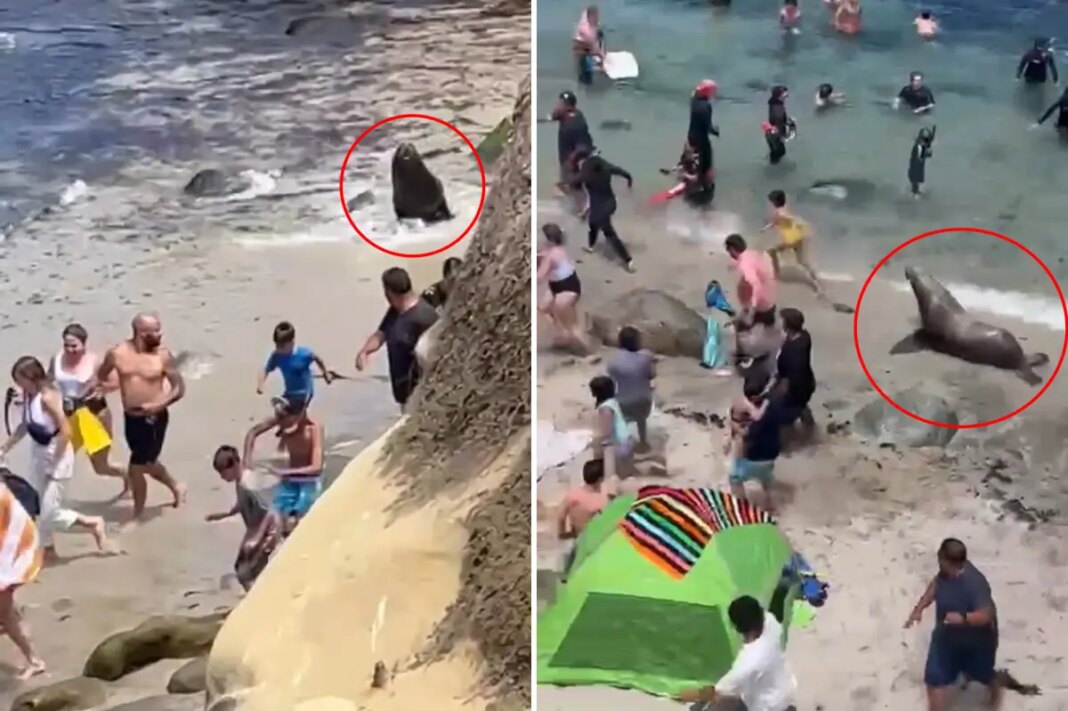 Sea lions chase tourists off popular California beach