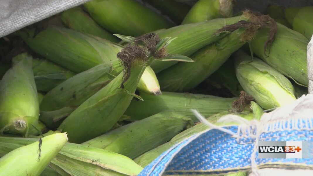 Sweet corn is back in season and one Central Illinois business is selling out fast