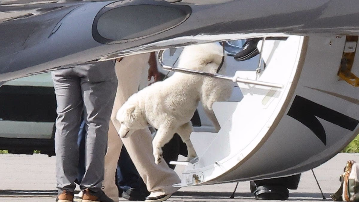 Taylor Swift and Travis Kelce's new love: Dog joins pair on honeymoon