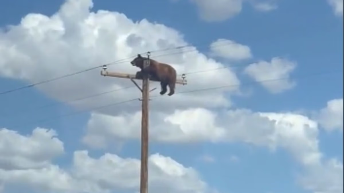 Terrified bear clings atop 35ft pole before meeting gruesome fate