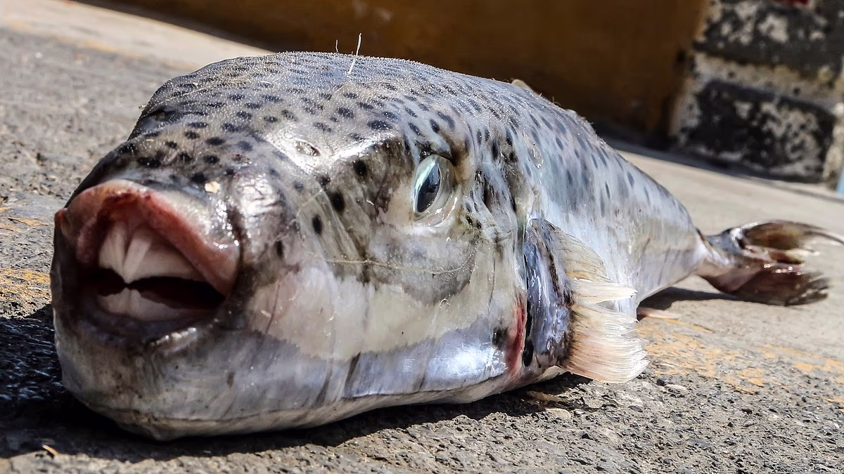 Toxic pufferfish invade Mediterranean tourist hotspots