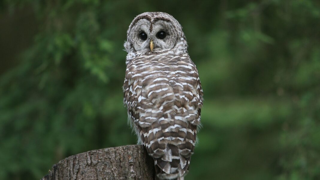 Trump administration opens endangered species' habitats to development, reversing 50 years of environmental law