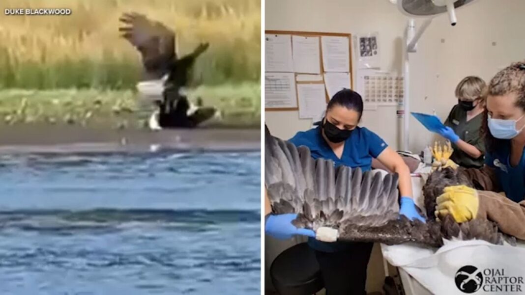 Vet teams believe Jackie was already sick before bald eagle fight captured on video near Big Bear nest