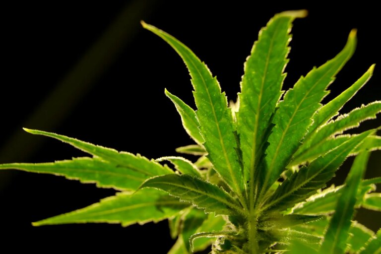 What You Should Know About Changes to Virginia’s Marijuana and Hemp Regulations