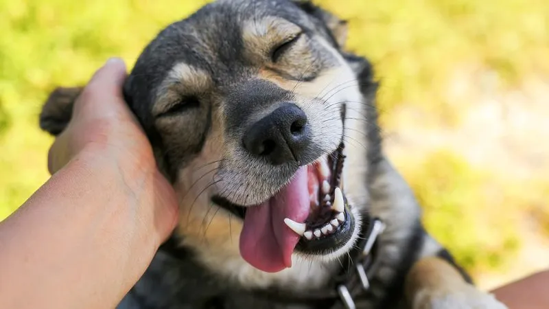 What are the most popular dog names in Tennessee, other states?