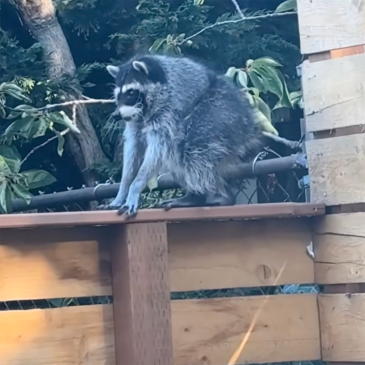 Who Is Jimothy? Meet the Viral Raccoon Stealing Hearts, Not Trash