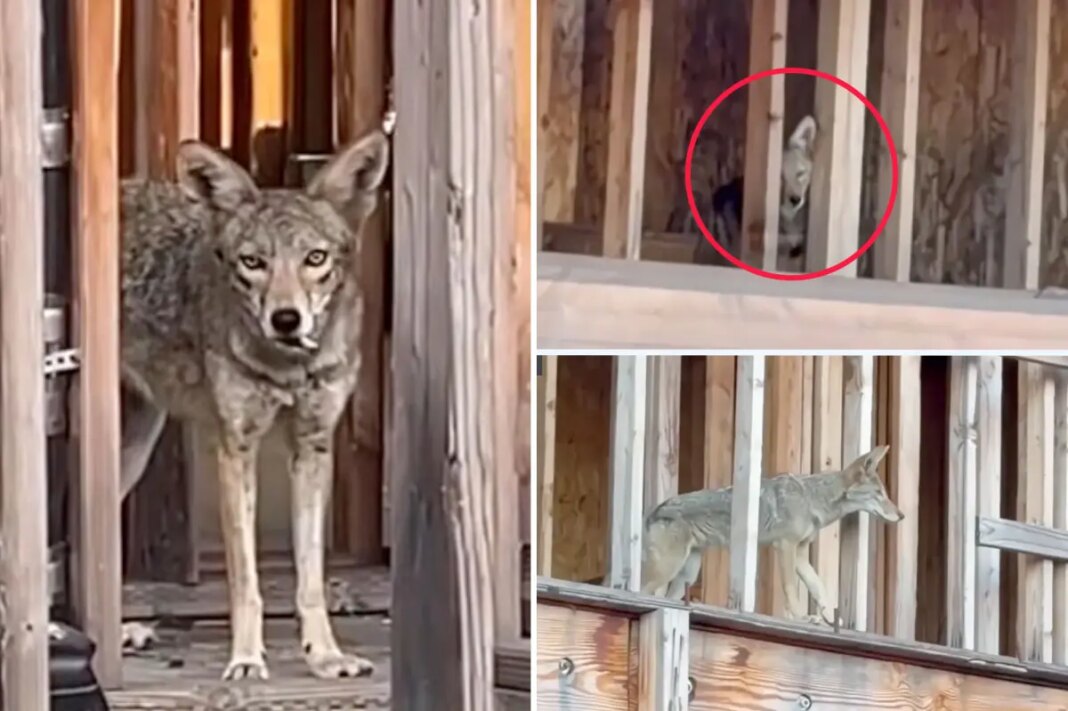 Wild coyotes take over abandoned West Hollywood condo complex