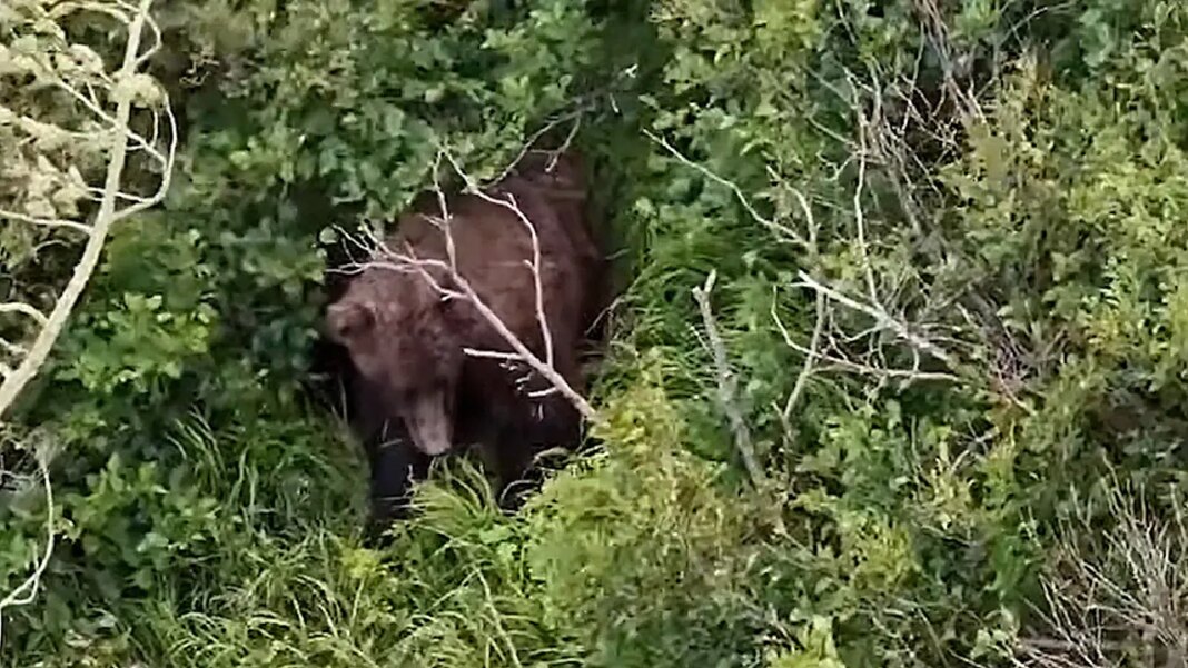 Woman attacked by brown bear while hiking with friend and 3 dogs near Alaska state park