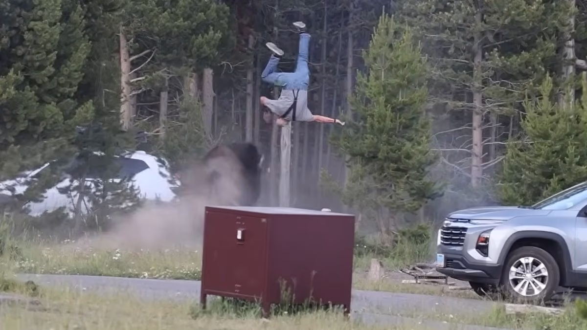Yellowstone visitor attacked by bison revealed as community leader
