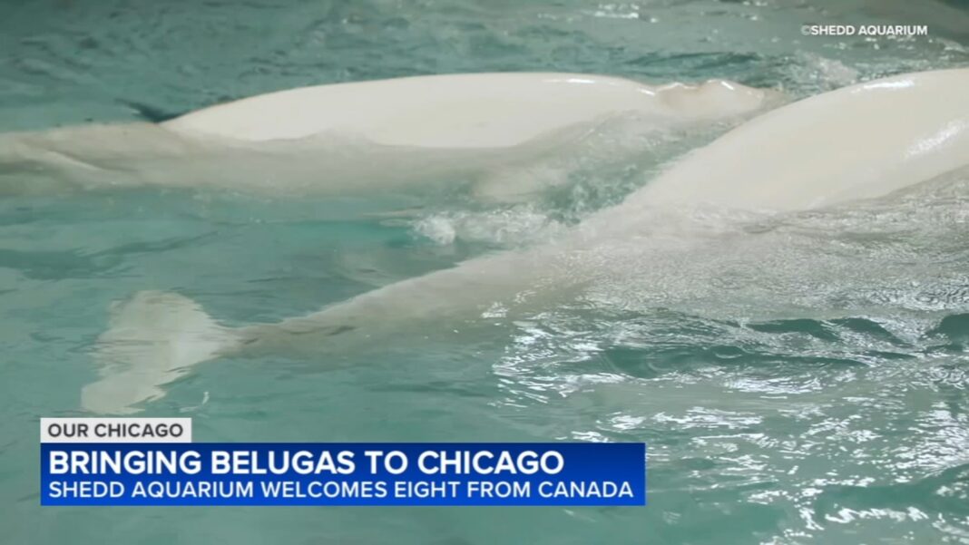 1 of beluga whales rescued from Canada marine park named Peekachu dies suddenly at Chicago's Shedd Aquarium